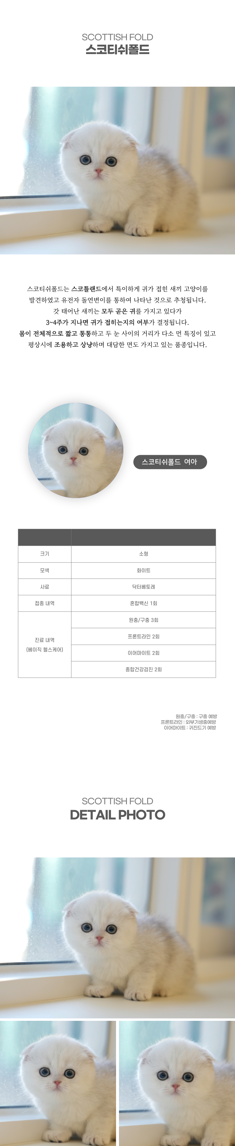스코티쉬폴드_상세이미지_2